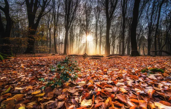 Autumn, forest, leaves, trees, Park, forest, nature, park