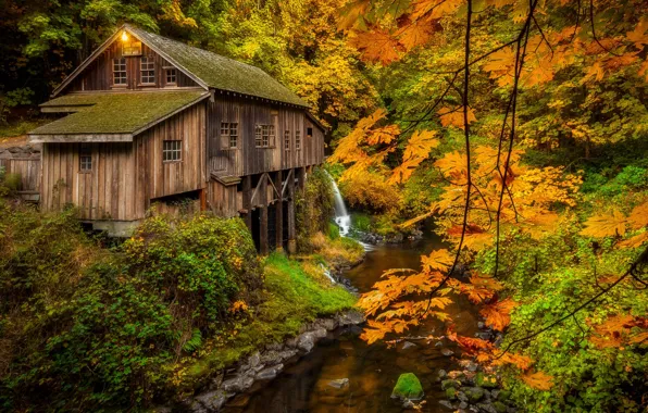 Autumn, forest, trees, branches, thickets, foliage, view, mill
