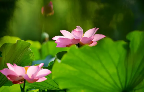 Picture greens, leaves, flowers, green, background, two, blur, Lotus