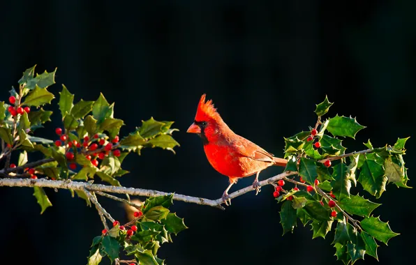 Picture leaves, berries, bird, branch, red cardinal
