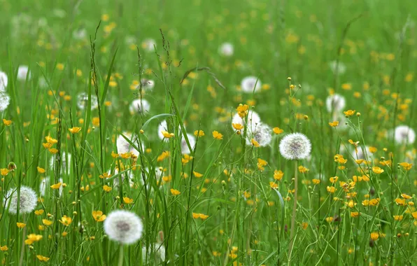 Field, grass, flowers, dandelions