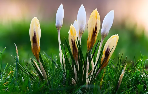 Picture grass, drops, flowers, yellow, Rosa, glade, spring, crocuses