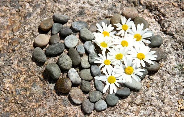 Nature, heart, chamomile, flowers, pebbles