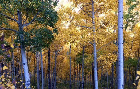 Picture autumn, forest, leaves, trees, grove, aspen