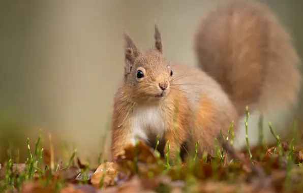 Picture look, pose, background, protein, squirrel