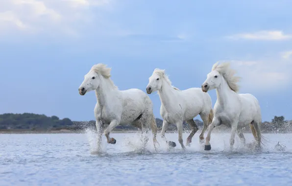 Sea, water, shore, horses, horse, running, white, pond