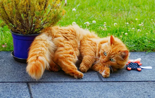 Picture greens, cat, grass, cat, pose, tile, toy, plant