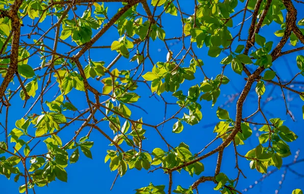 Picture summer, the sky, leaves, branches, tree, spring, summer, leaves