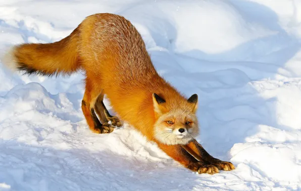 Winter, look, light, snow, nature, pose, paws, Fox