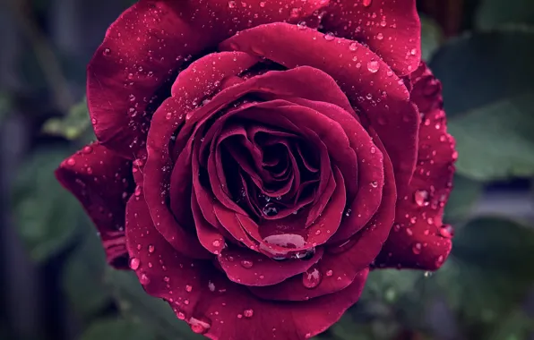 Wet, drops, macro, rose