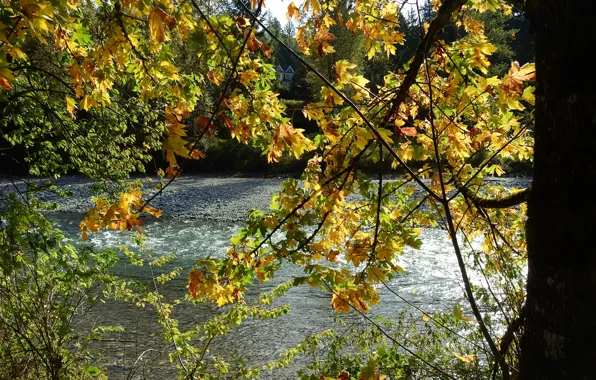 Picture autumn, leaves, nature, river, tree, branch, yellow, Nature