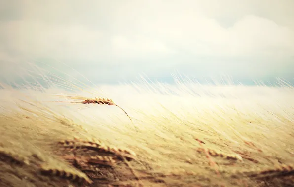 Picture wheat, field, widescreen, rye, wallpaper, gently, nature, gently