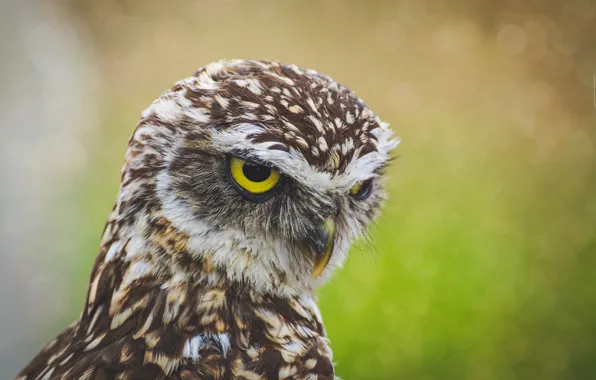 Eyes, look, bird, child, beak, eagle, bald eagle, Bald Eagle