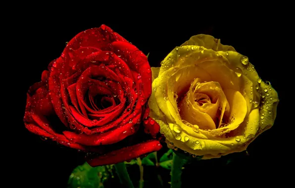 Picture drops, roses, pair
