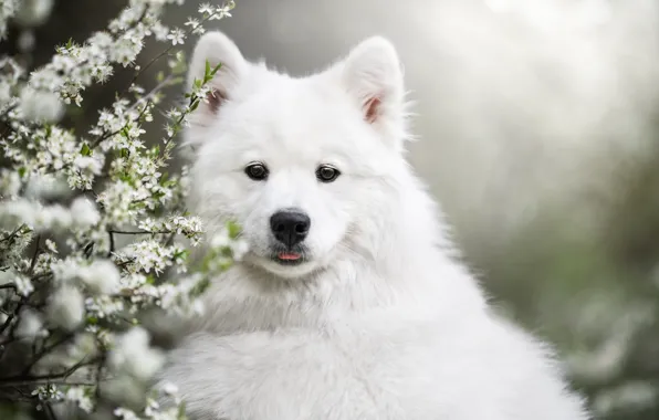 Picture look, face, branches, background, dog, flowering, Samoyed, Iza Łysoń