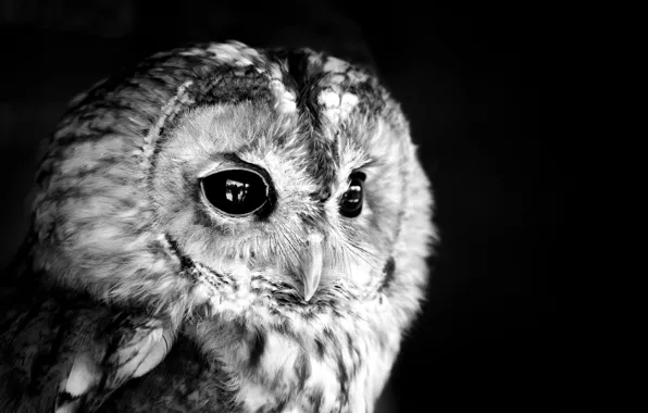 Photo, owl, white, black