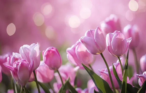 Flowers, holiday, bouquet, spring, tulips, March 8, AI art, universal holiday background