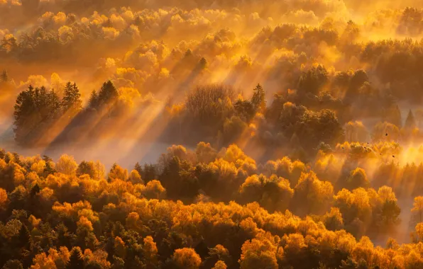 Picture autumn, forest, fog, morning