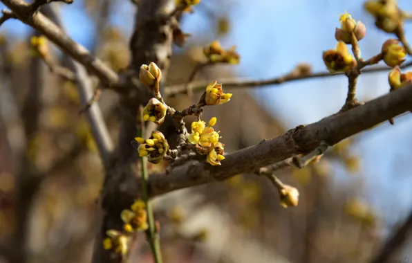 Yellow, spring, flowering, kidney, dogwood