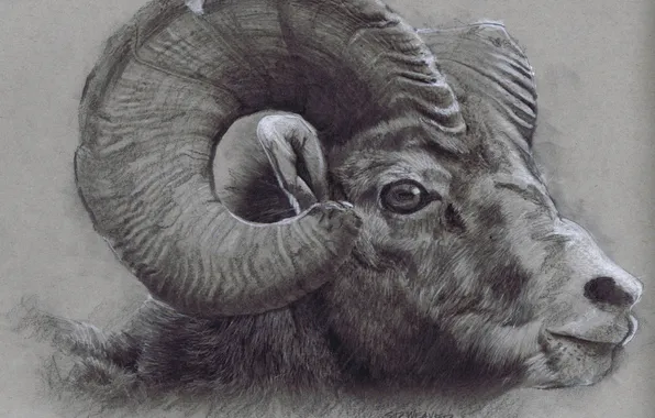 Picture horns, drawing, head, Bighorn Ram