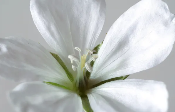 Flowers, nature, petals