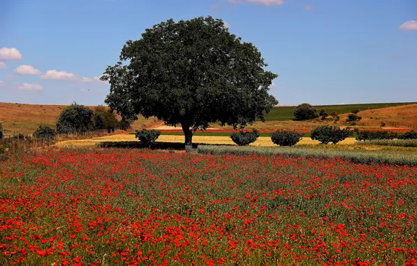 Field, the sky, trees, flowers, hills, Maki, meadow
