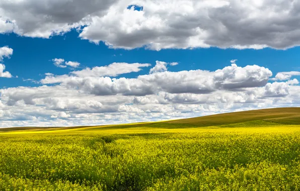Field, summer, the sky, clouds, flowers, yellow, rape