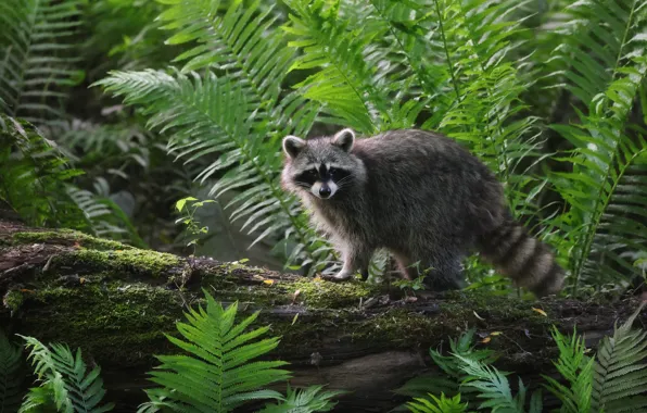 Thickets, raccoon, log, fern