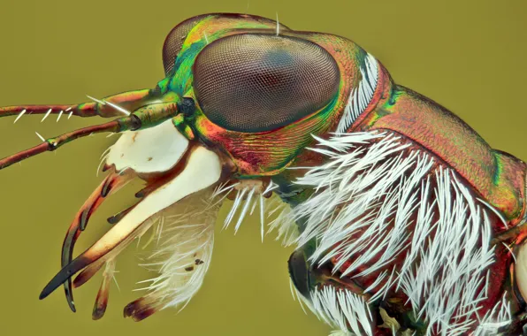 Macro, background, portrait, insect