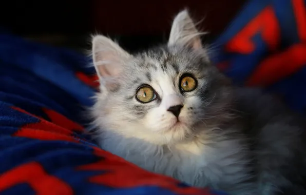 Cat, look, light, pose, kitty, grey, portrait, blanket