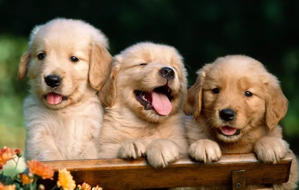 Puppies, funny, Labrado