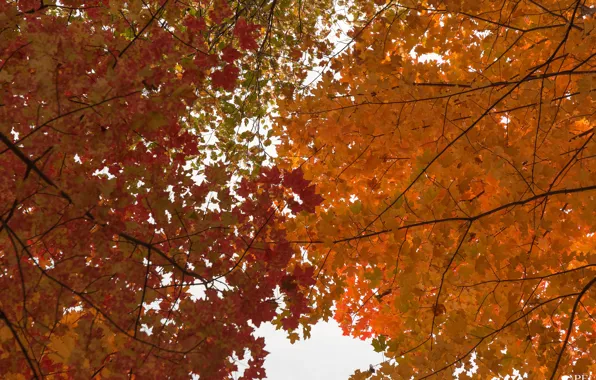 Picture autumn, the sky, leaves, the crimson