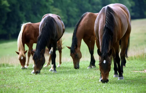 Picture grass, earth, Horse, bow