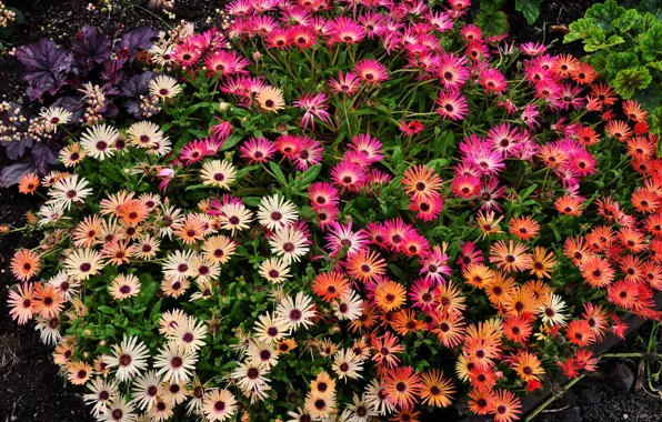 Photo, Flowers, A lot, Mesembryanthemum