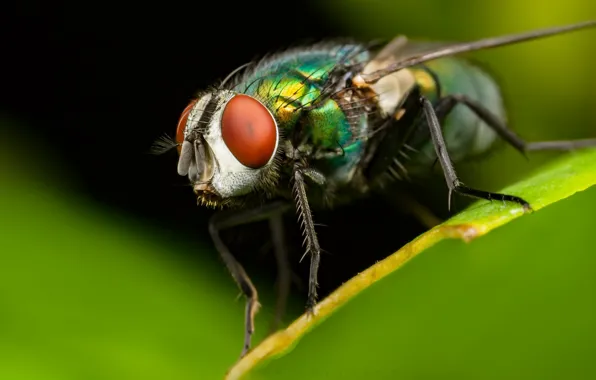 Nature, fly, background
