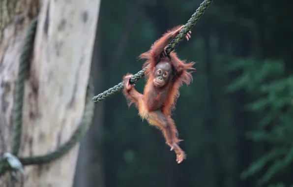 Picture baby, rope, orangutan