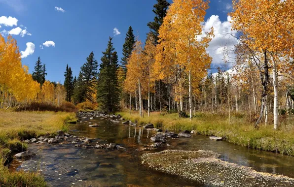 Autumn, the sky, clouds, nature, ate, river, birch