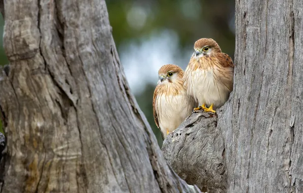 Look, birds, tree, trunk, Falcon, a couple, Chicks, bokeh