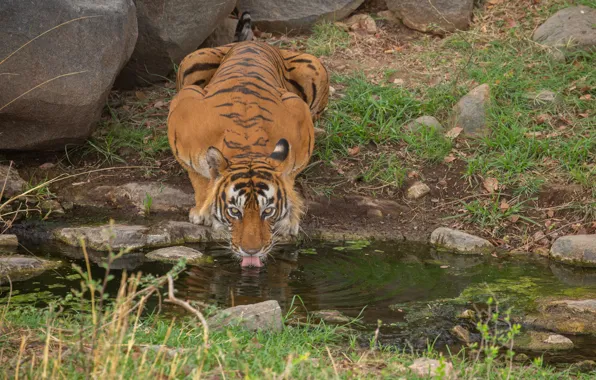 Picture Water, Tiger, Predator, Wild cat, Big cat, Drinking