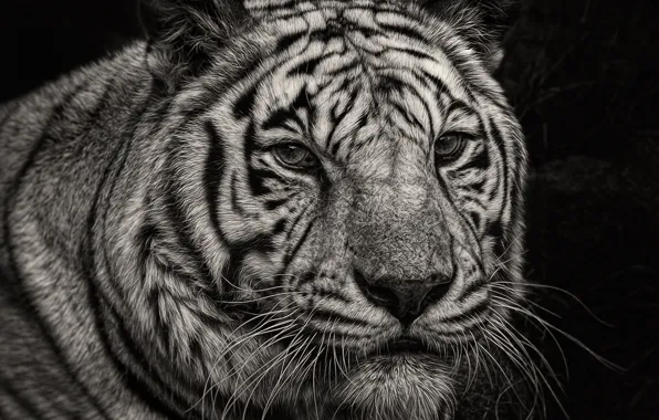 Look, tiger, portrait