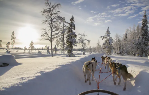 Winter, road, forest, dogs, the sky, the sun, clouds, light