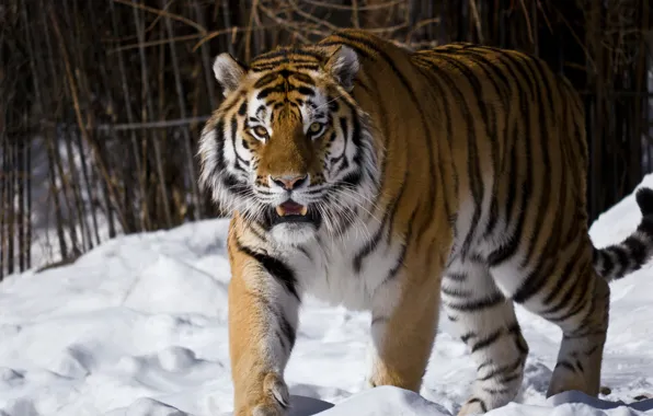Look, snow, The Amur tiger, Moscow zoo