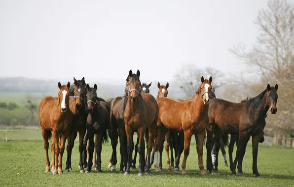 Field, grass, horses, horse, the herd