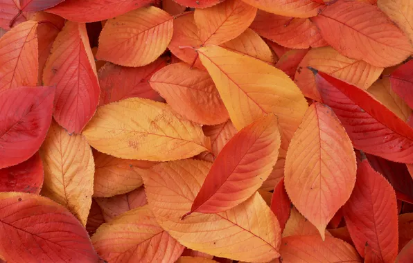 Leaves, macro, Wallpaper