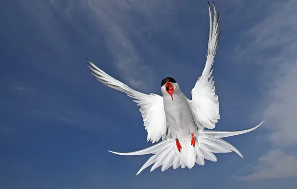 Picture bird, feathers, Arctic tern