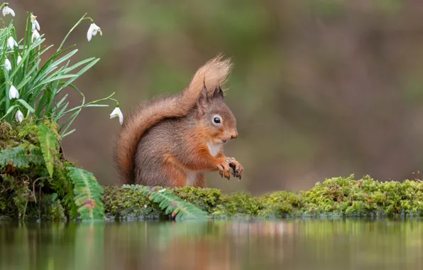 Protein, snowdrops, pond, Berezhok