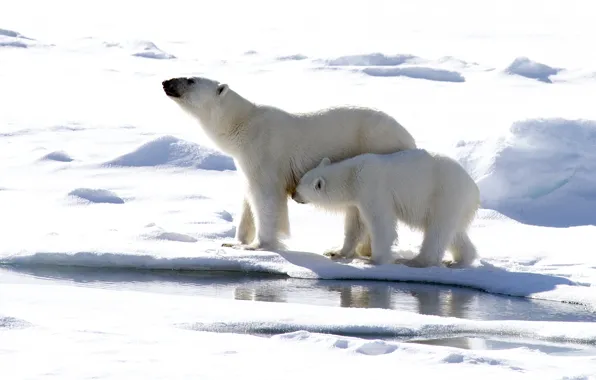 Winter, snow, predators, polar bears