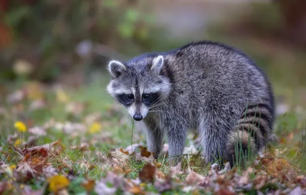Autumn, look, nature, glade, foliage, raccoon, face, bokeh