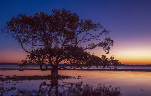 Landscape, sunset, tree, Fleur Walton