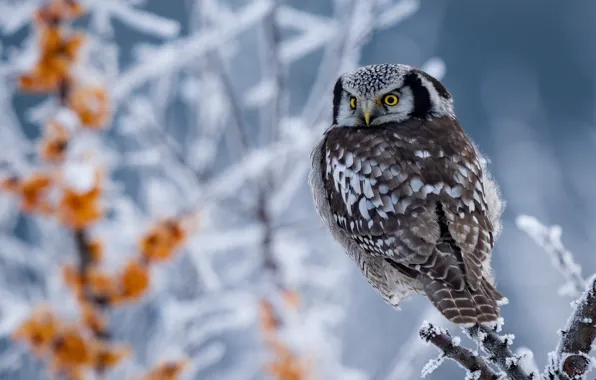 Winter, branches, owl, bird, bokeh, Hawk owl